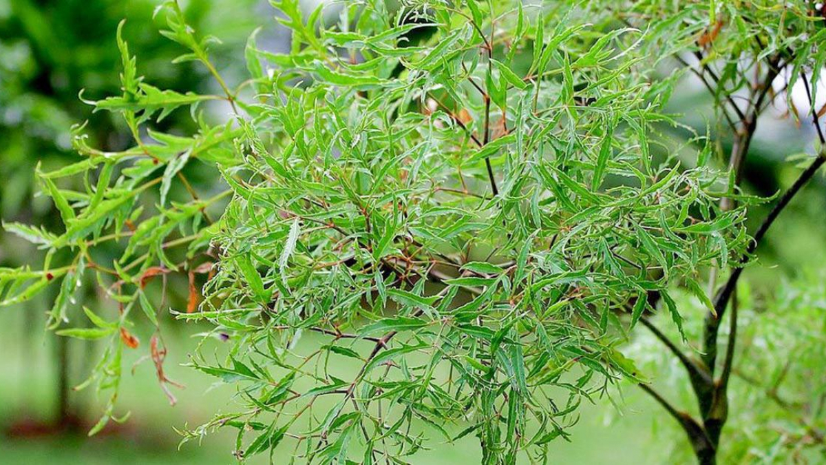 Những công dụng thần kỳ của cây đinh lăng 1 Những công dụng thần kỳ của cây đinh lăng 1